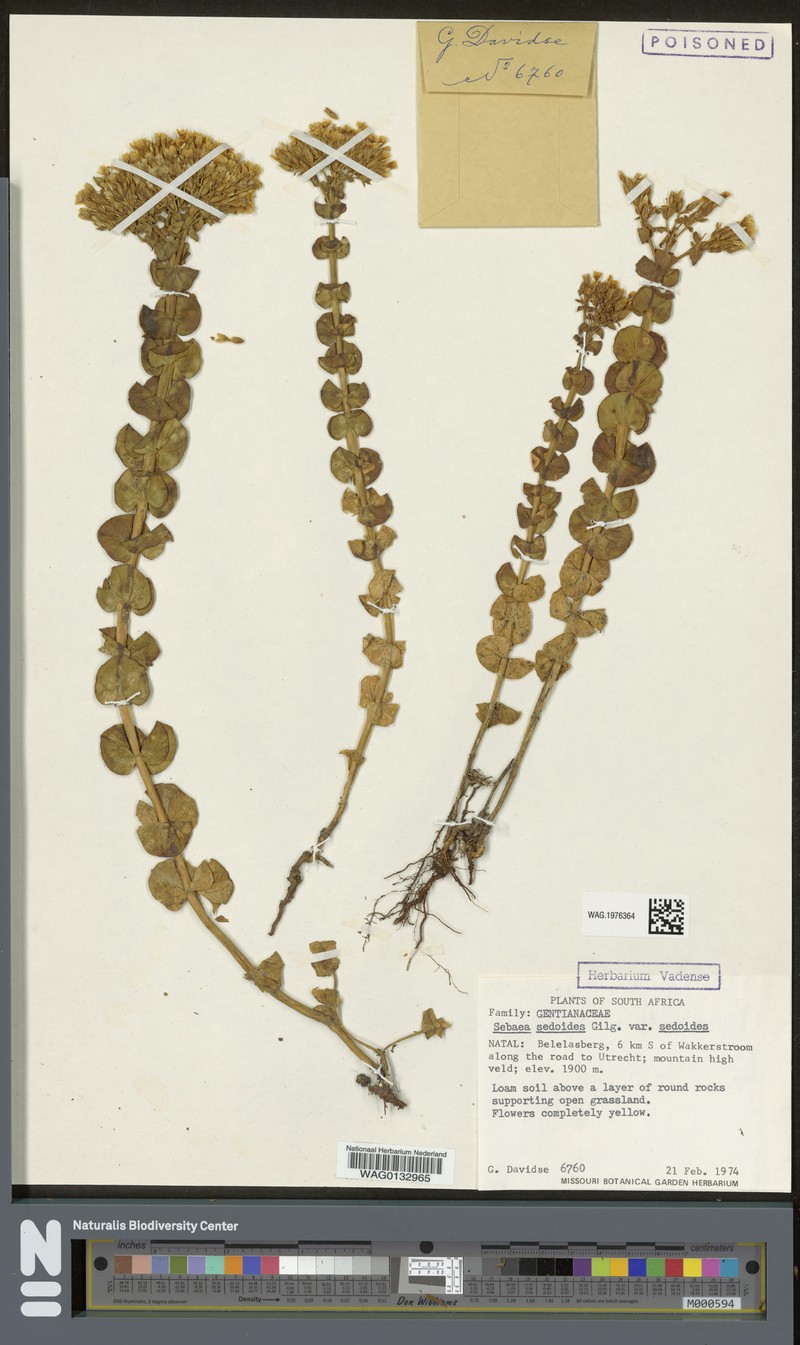 Sebaea sedoides var. sedoides photo 3