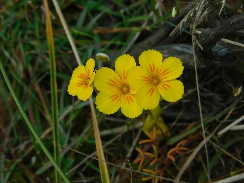 Sebaea solaris