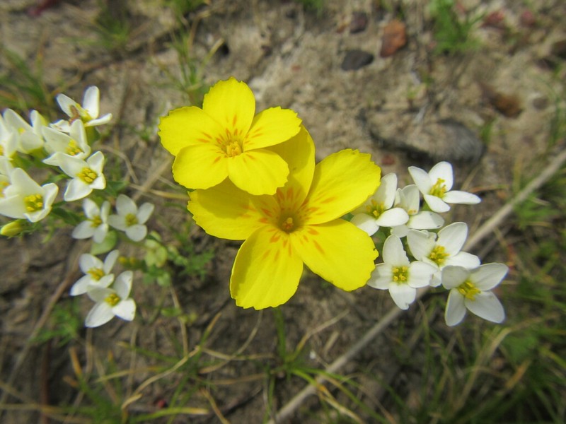 Sebaea solaris photo 3