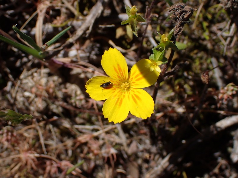 Sebaea solaris photo 7