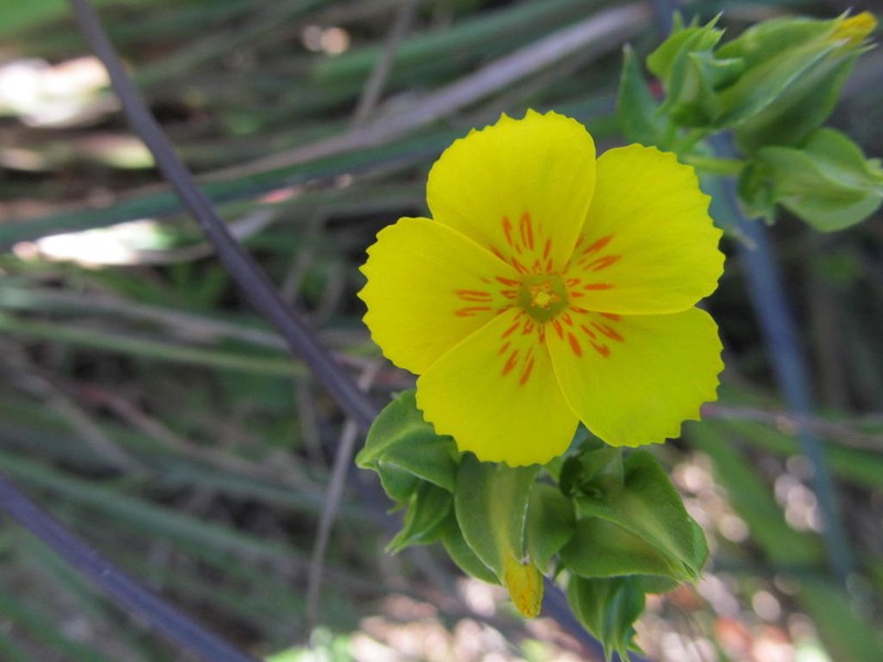 Sebaea solaris photo 8