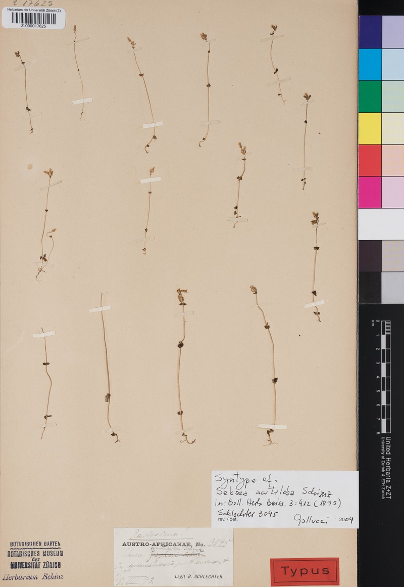 Sebaea zeyheri var. acutiloba