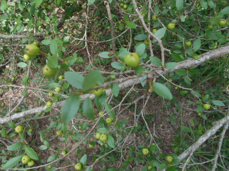 Sebastiania ramosissima photo 2
