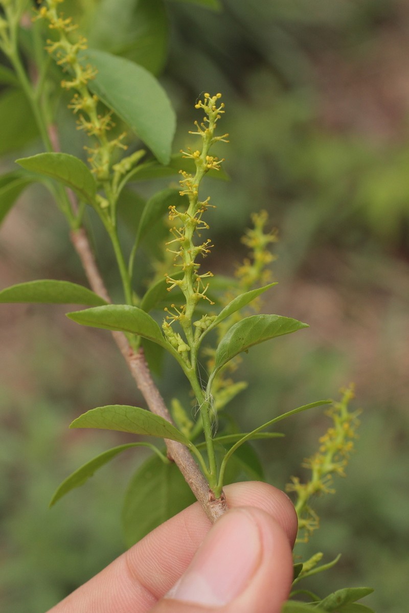 Sebastiania ramosissima photo 3