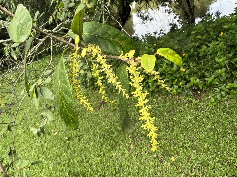 Sebastiania ramosissima photo 4