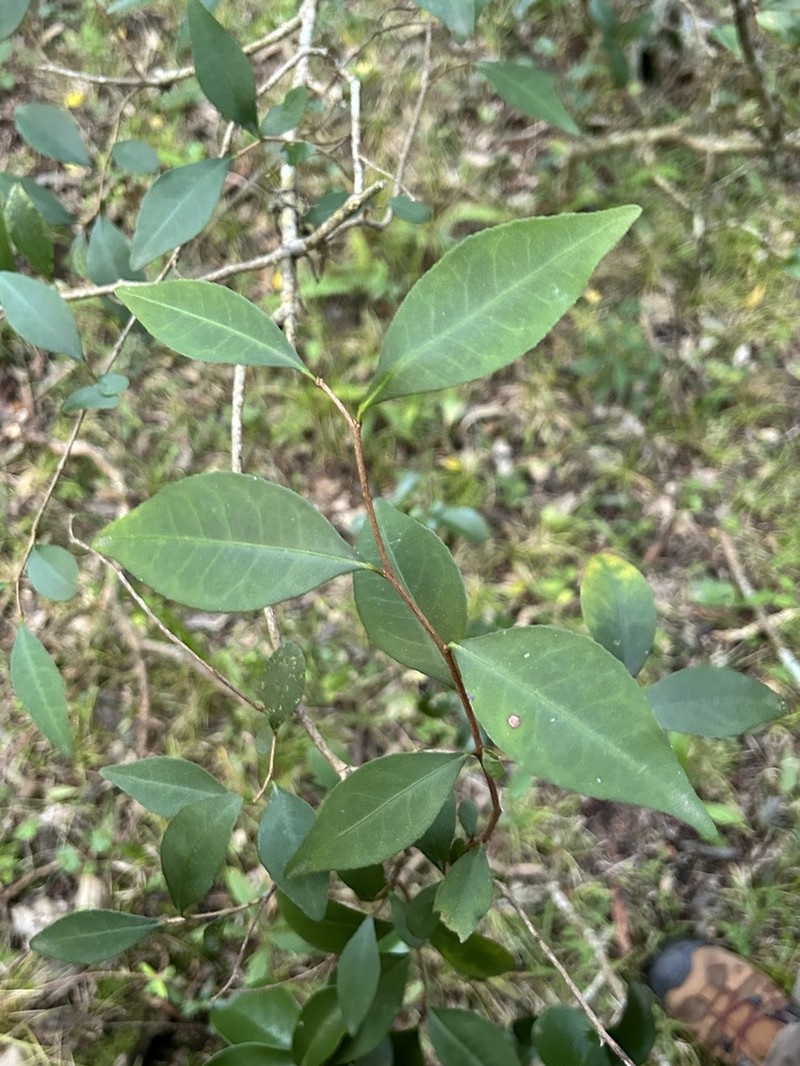 Sebastiania ramosissima photo 6