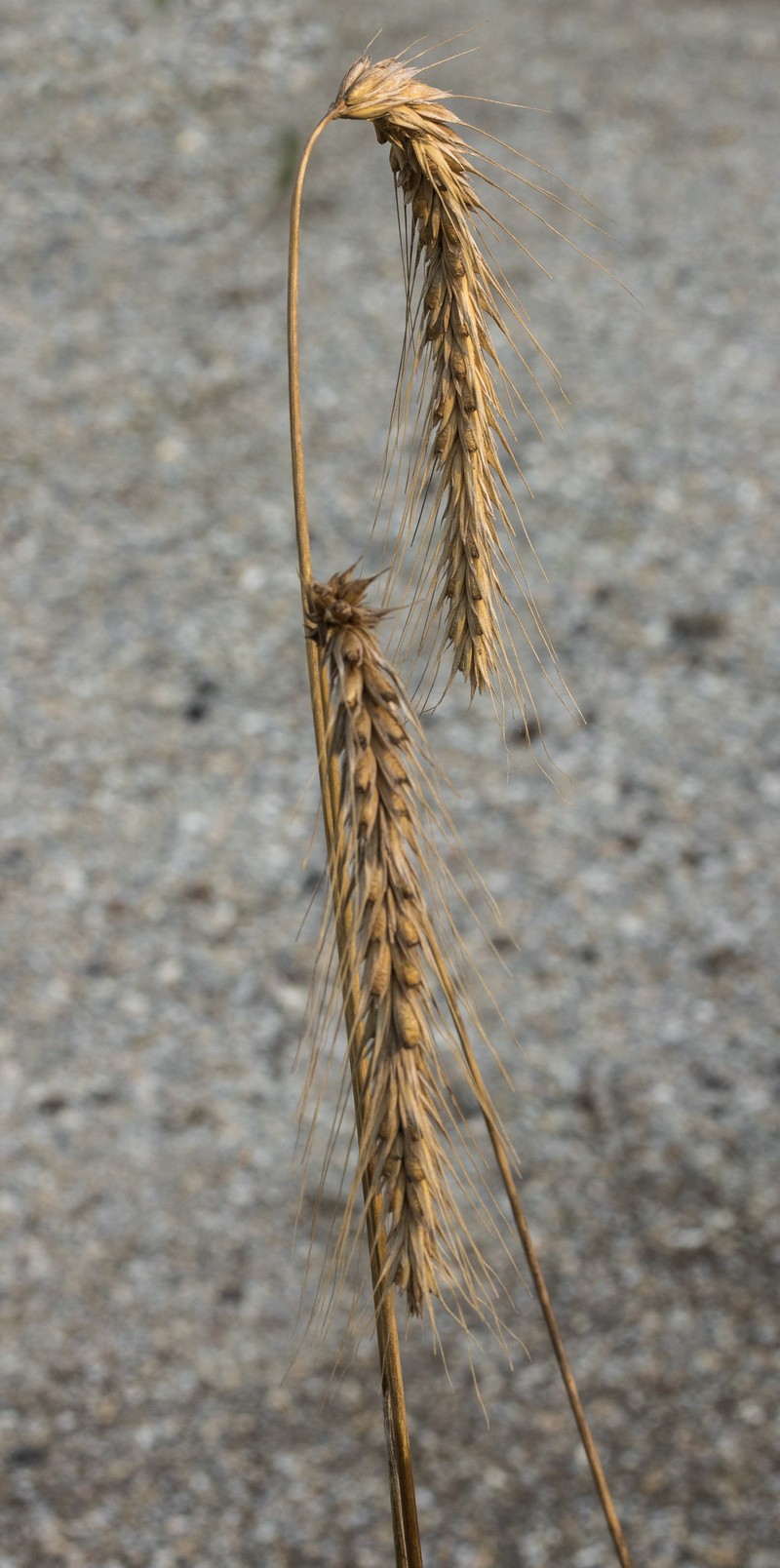 Cereal Rye photo 2