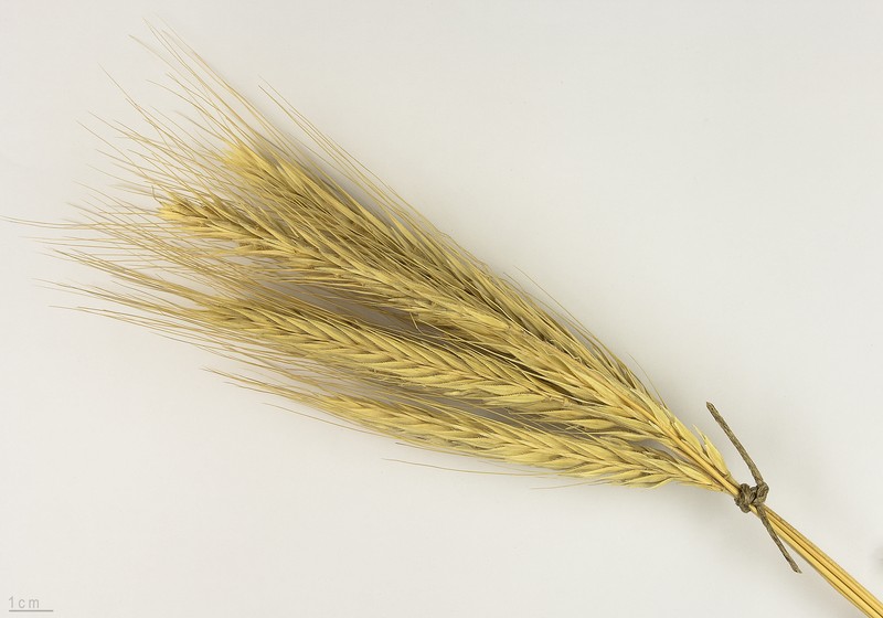 Cereal Rye photo 3