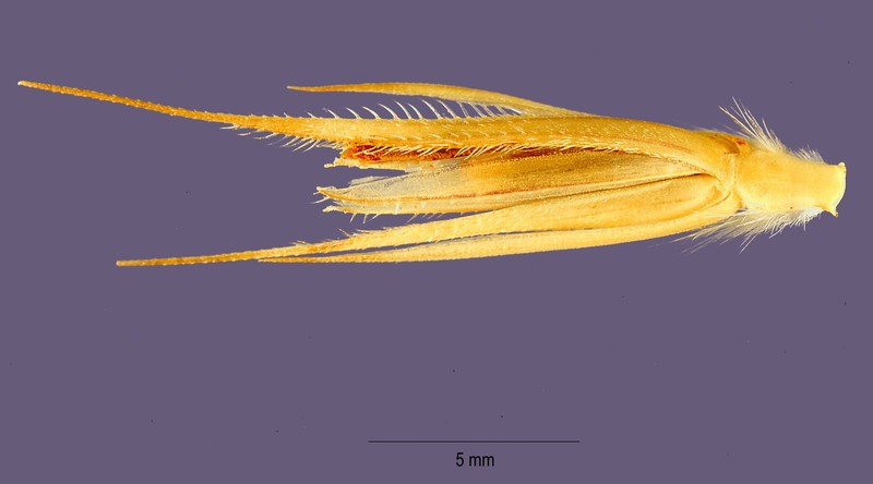 Cereal Rye photo 4