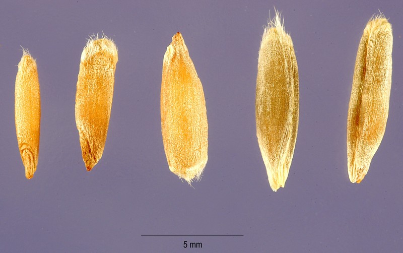 Cereal Rye photo 5