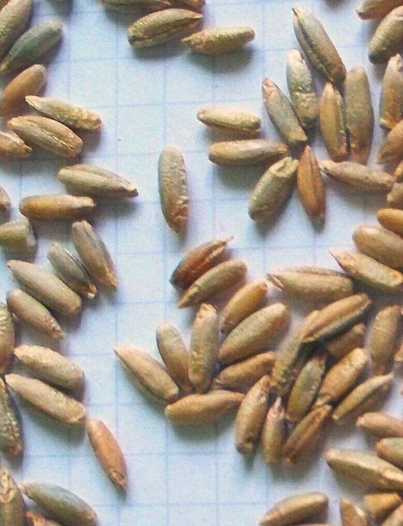 Cereal Rye photo 6