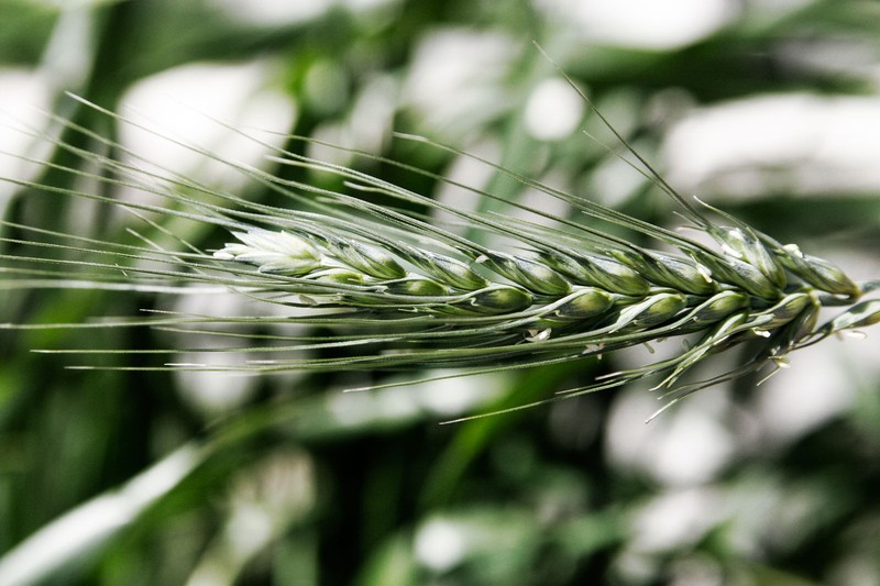 Cereal Rye photo 7