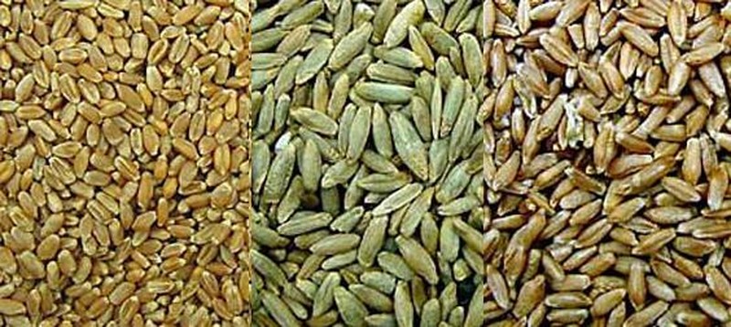 Cereal Rye photo 8