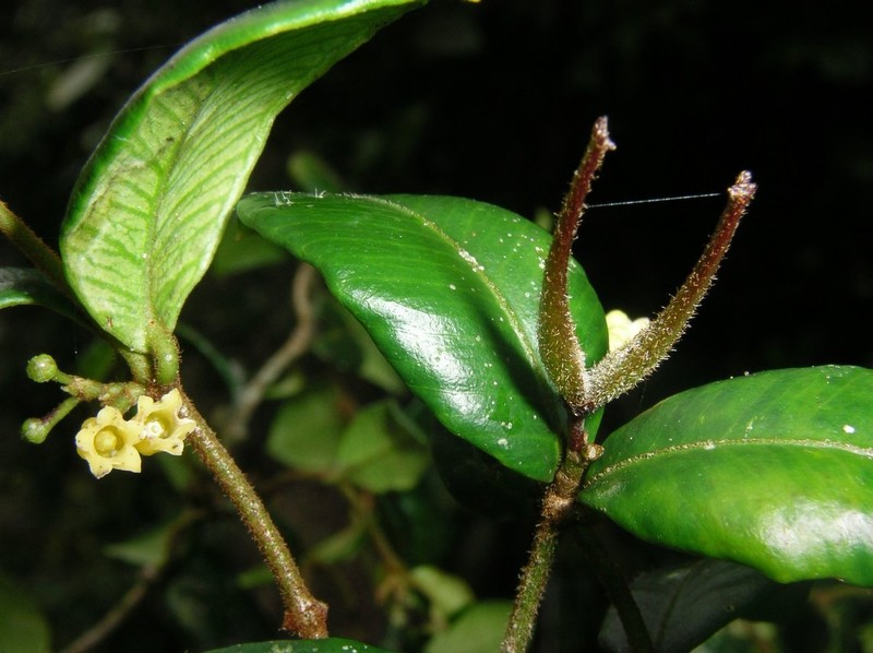 Secamone dictyoneura