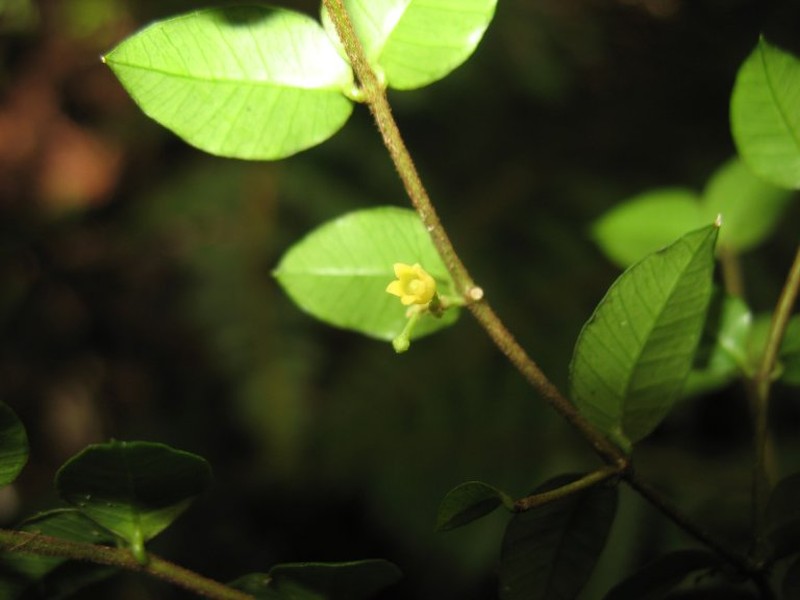 Secamone dictyoneura photo 2