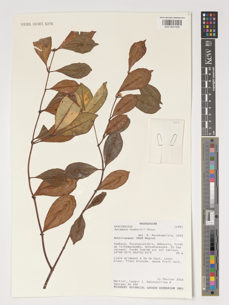 Secamone parviflora