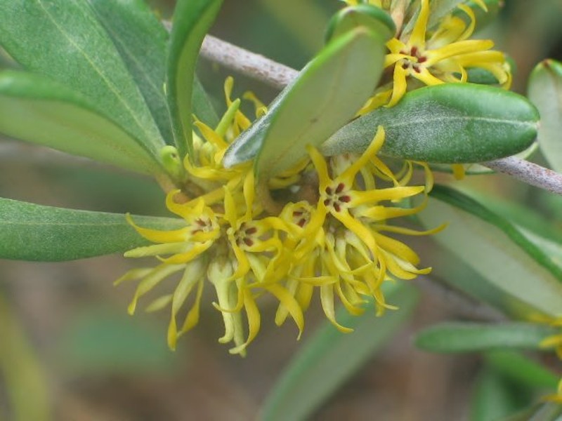 Secamone toxocarpoides var. incana