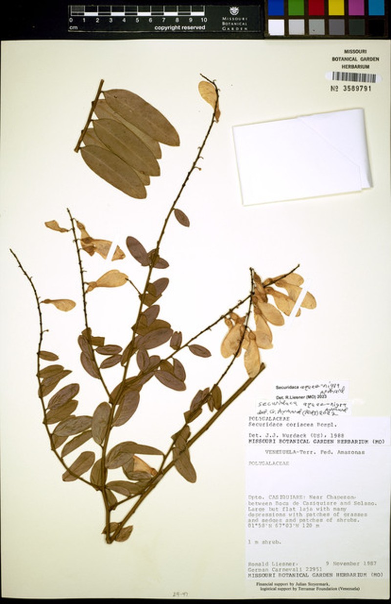 Securidaca aquae-nigrae photo 2