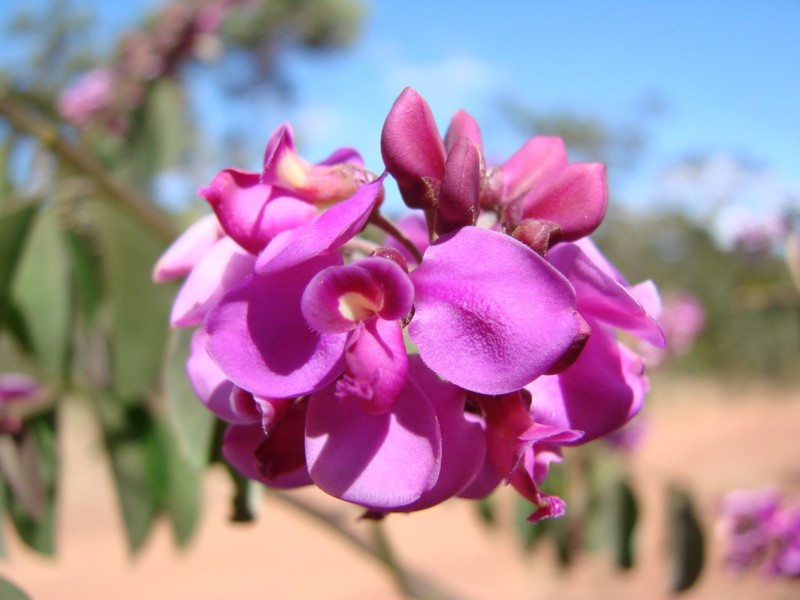 Easter Flower photo 2