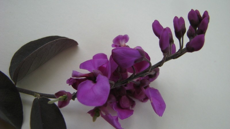 Easter Flower photo 4