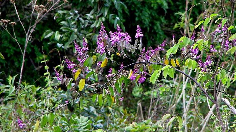 Easter Flower photo 6