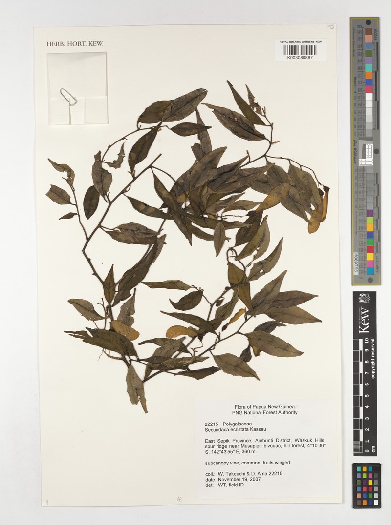 Securidaca inappendiculata subsp. inappendiculata