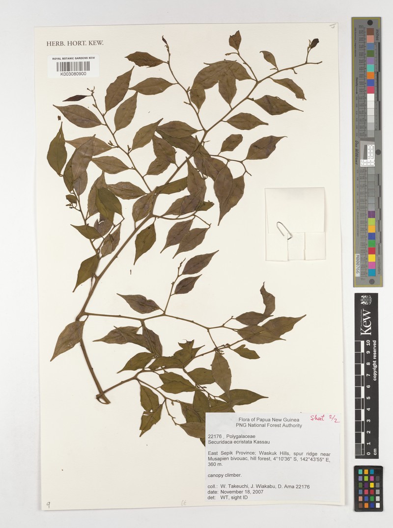 Securidaca inappendiculata subsp. inappendiculata photo 2