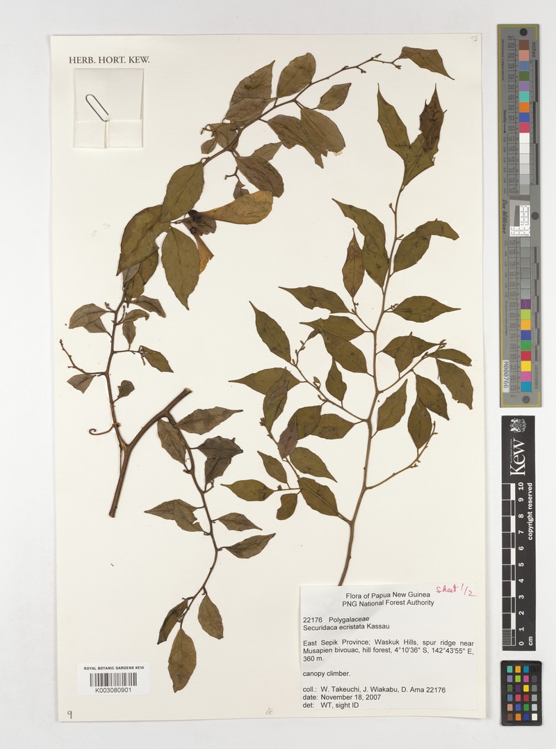 Securidaca inappendiculata subsp. inappendiculata photo 3