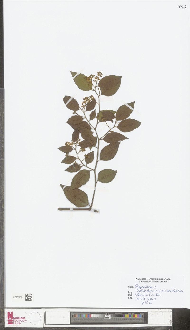 Securidaca inappendiculata subsp. inappendiculata photo 4