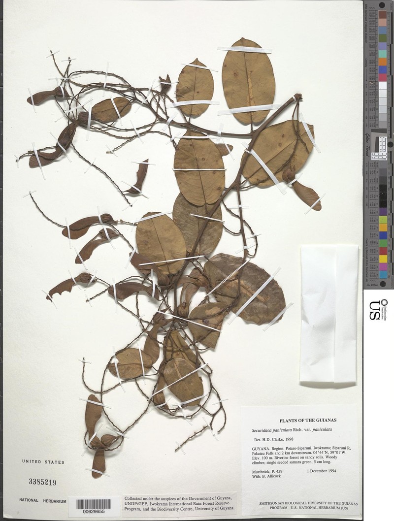 Securidaca paniculata var. paniculata