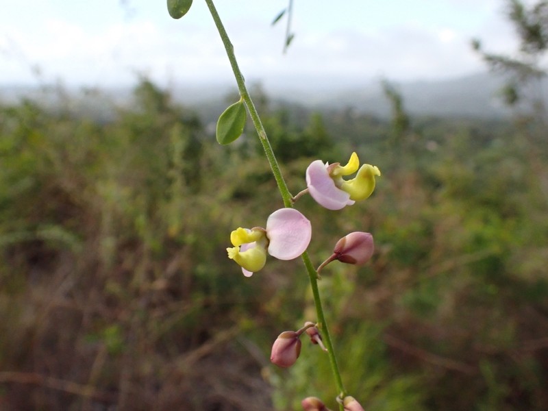 Bejuco De Sopla photo 2