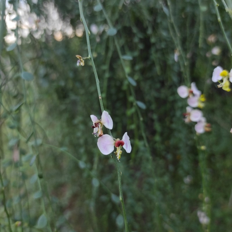 Bejuco De Sopla photo 3
