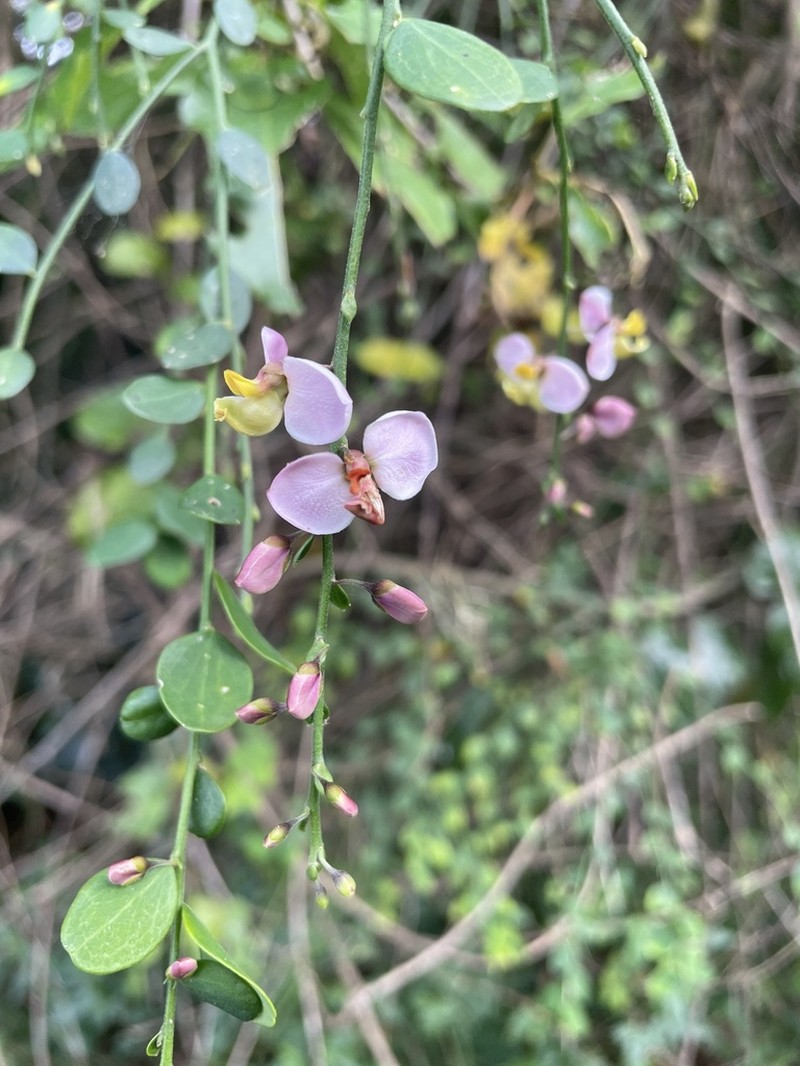 Bejuco De Sopla photo 7
