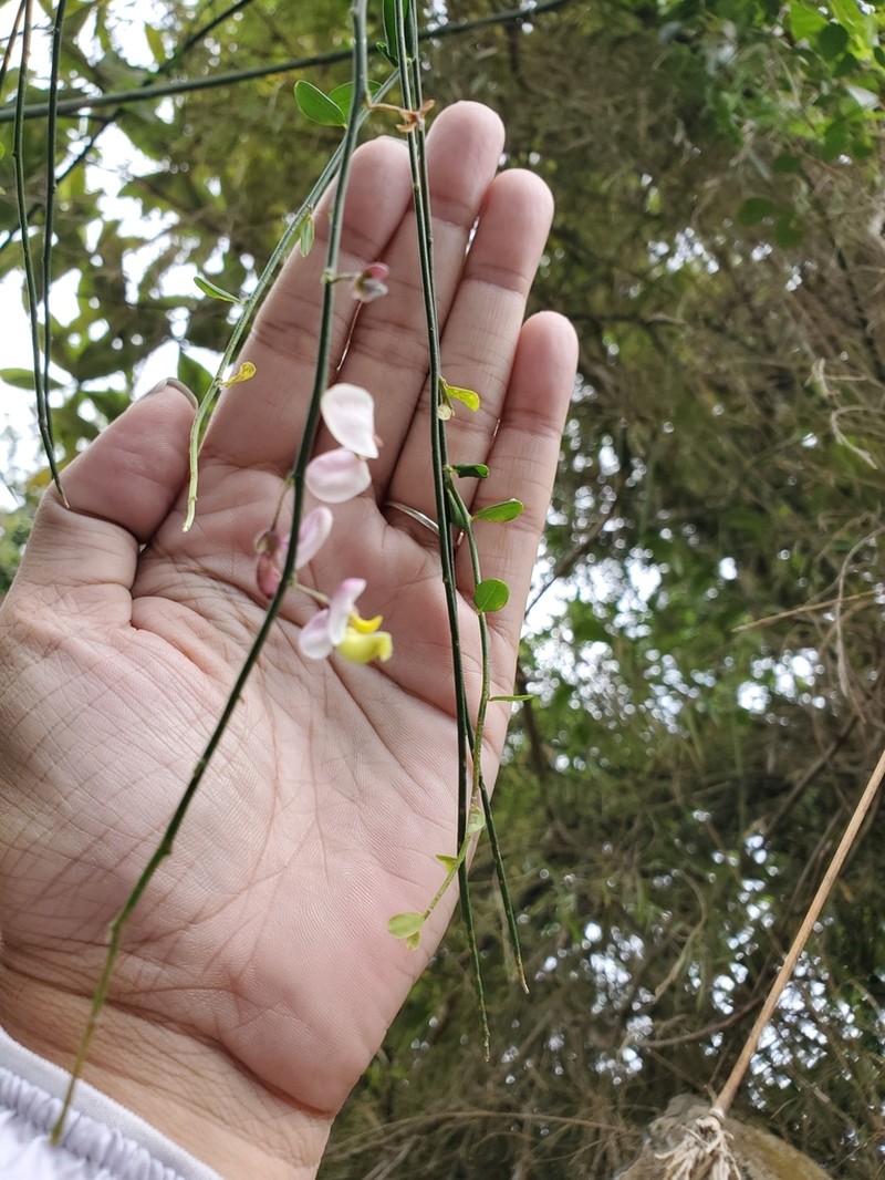 Bejuco De Sopla photo 8