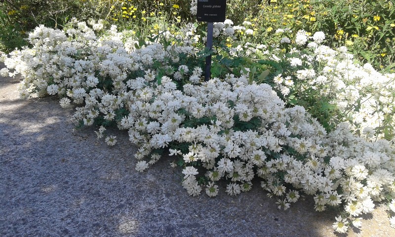 White Crownvetch photo 3