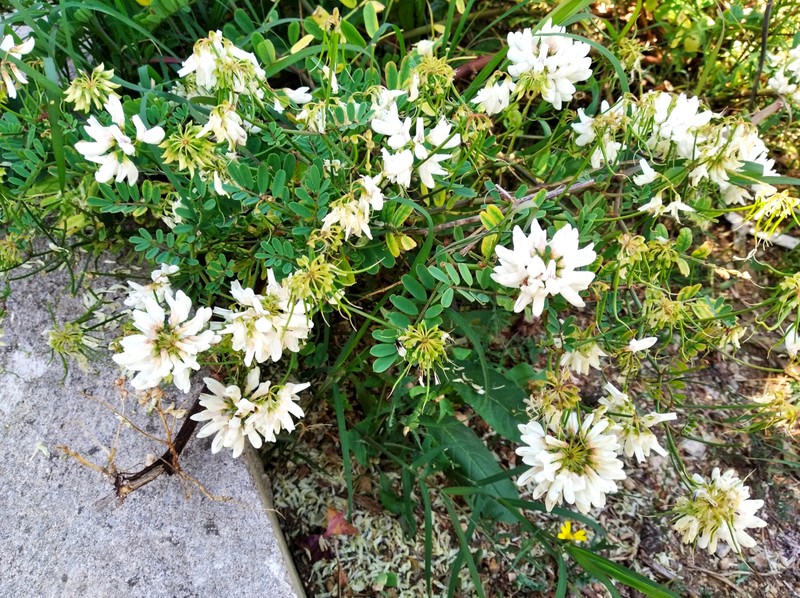 White Crownvetch photo 2