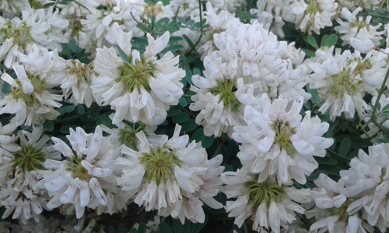 White Crownvetch photo 4
