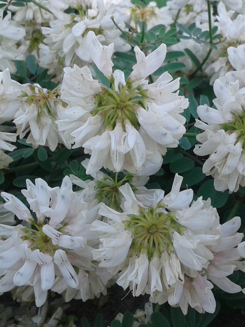 White Crownvetch photo 5
