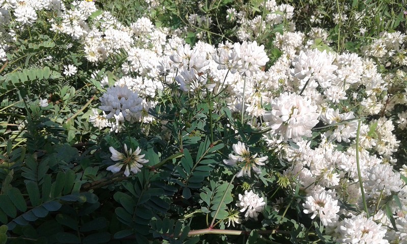 White Crownvetch photo 6