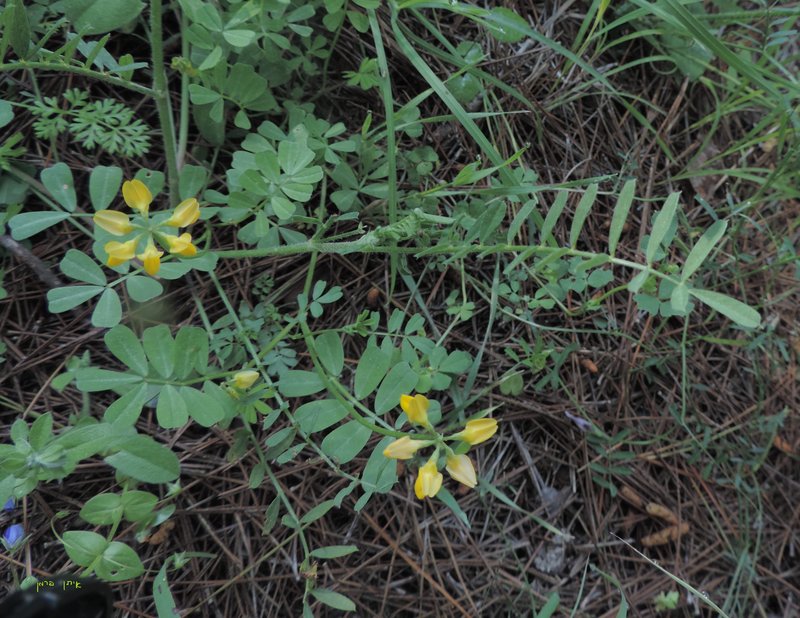 Securigera parviflora