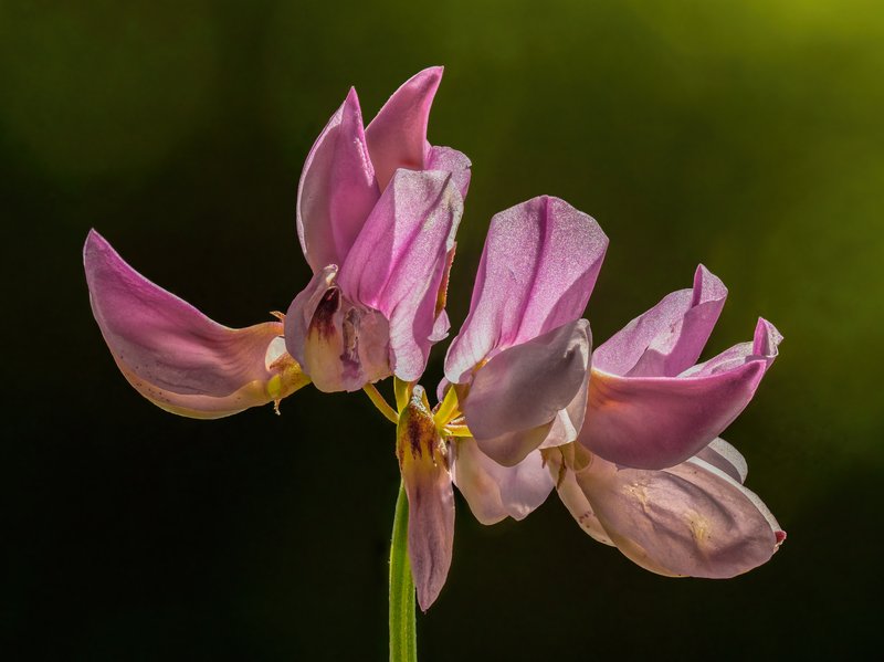 Crownvetch