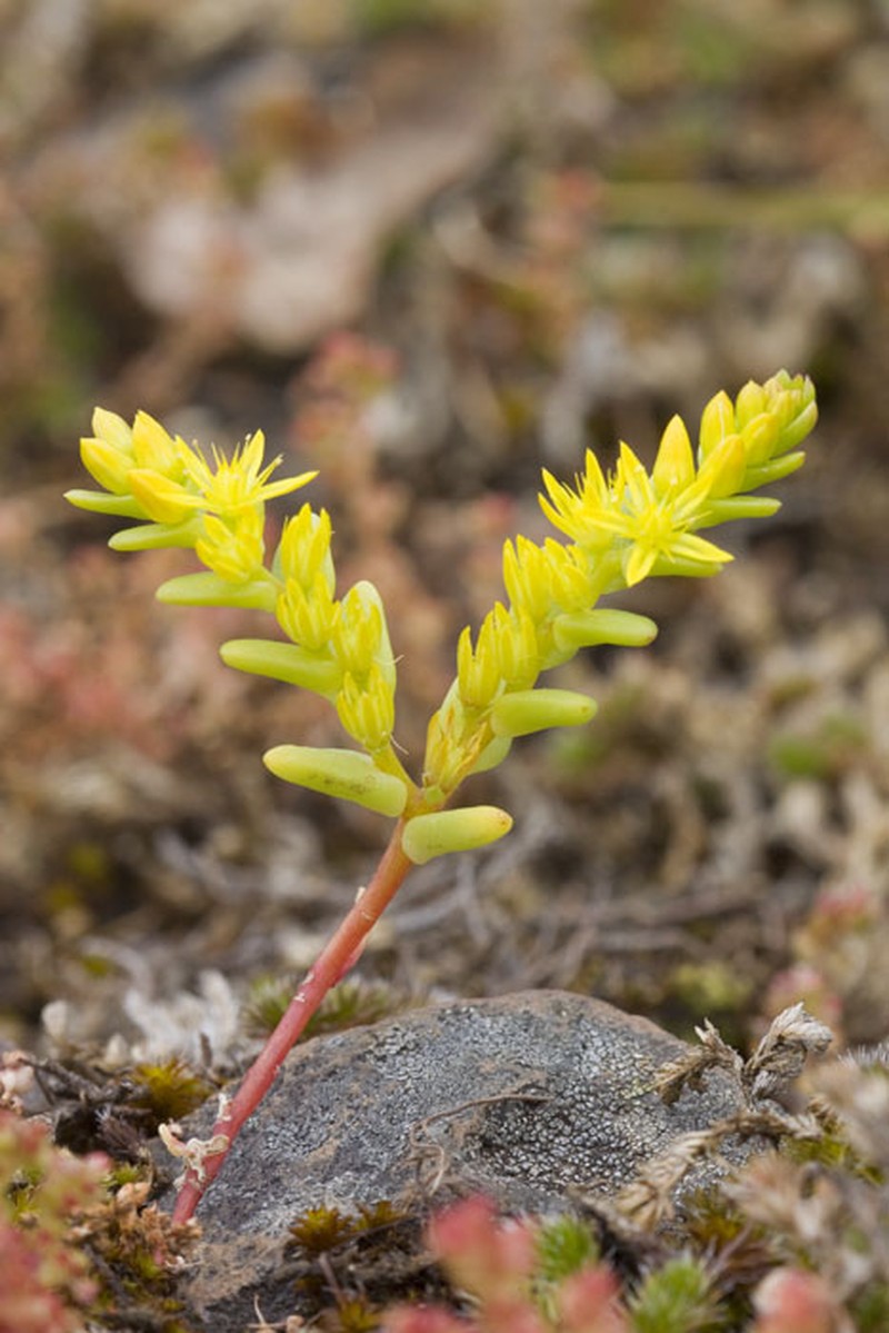 Sierra Mock Stonecrop