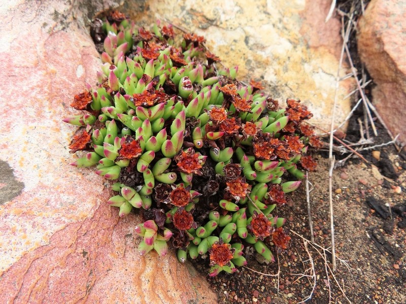 Sederbergia drepanophylla