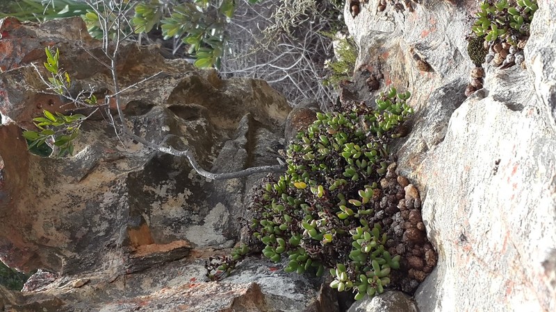 Sederbergia drepanophylla photo 2