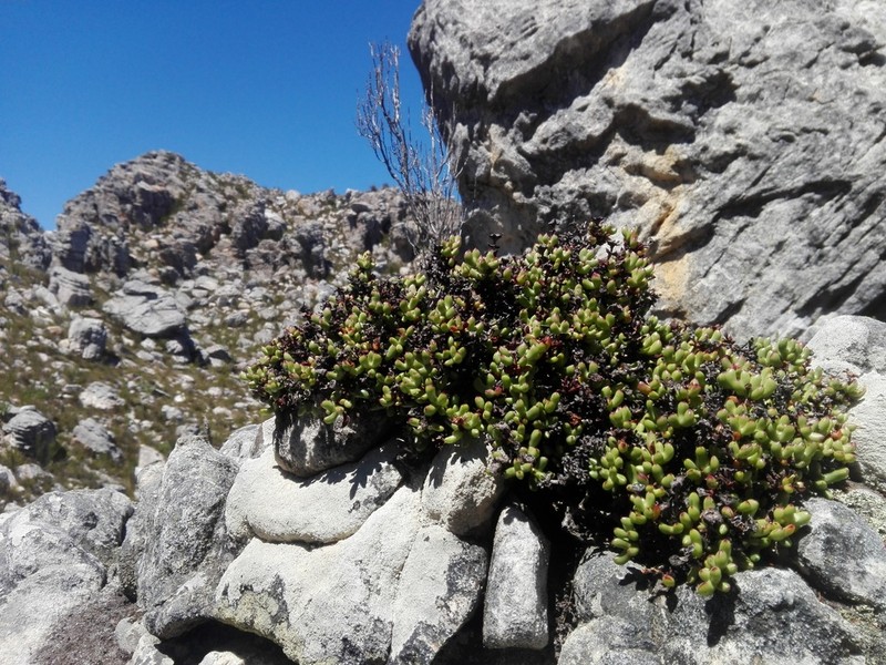 Sederbergia drepanophylla photo 3