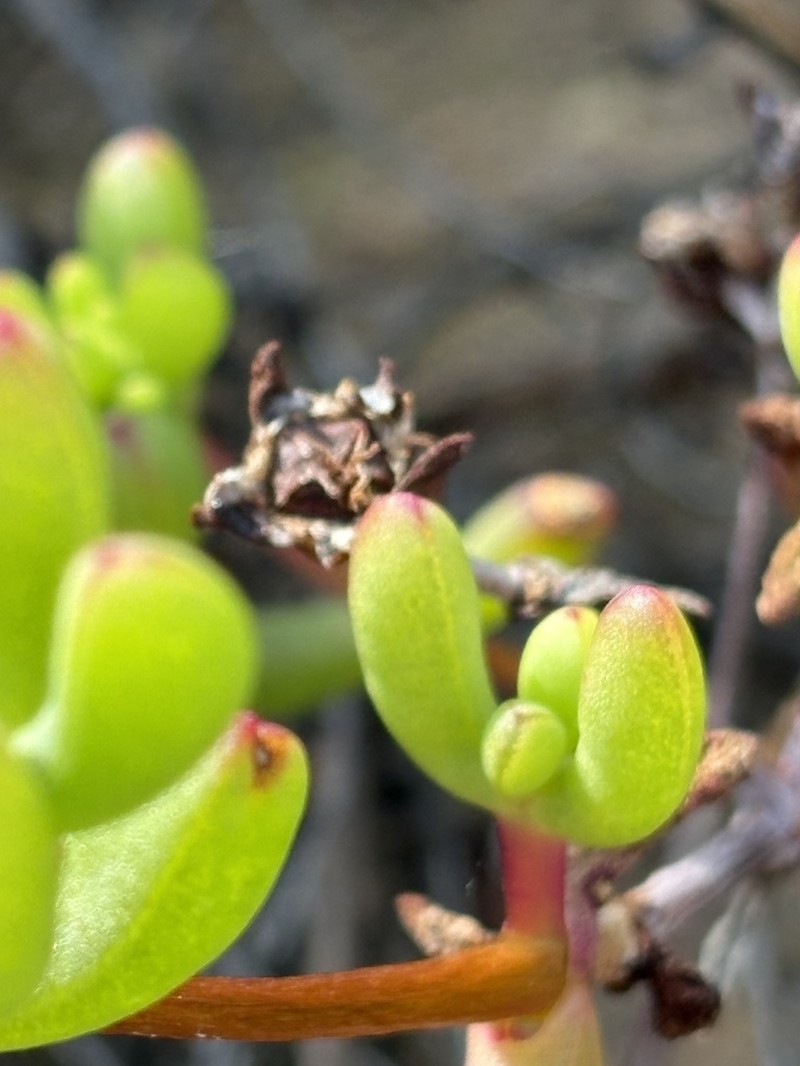 Sederbergia drepanophylla photo 4