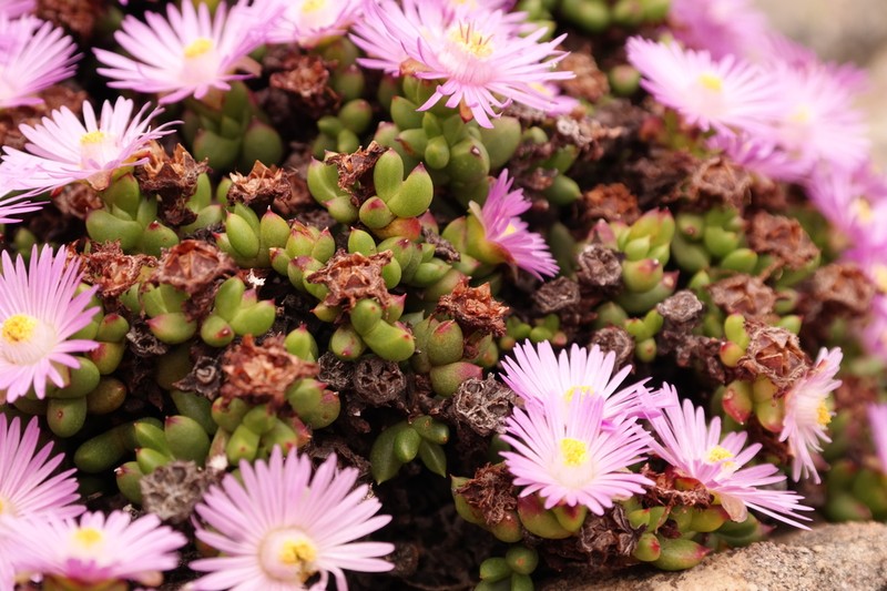 Sederbergia drepanophylla photo 6