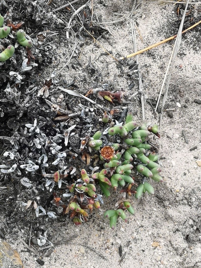 Sederbergia drepanophylla photo 7