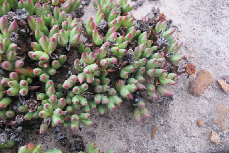 Sederbergia drepanophylla photo 8
