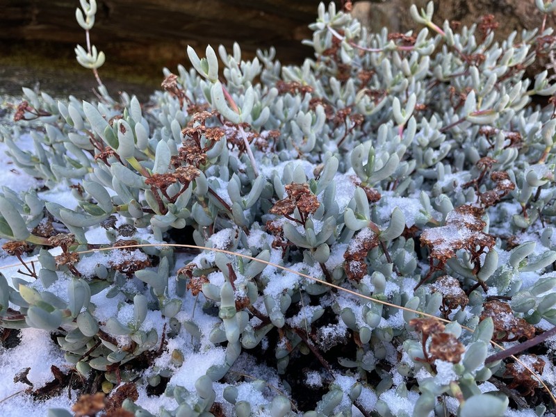 Sederbergia guthrieae